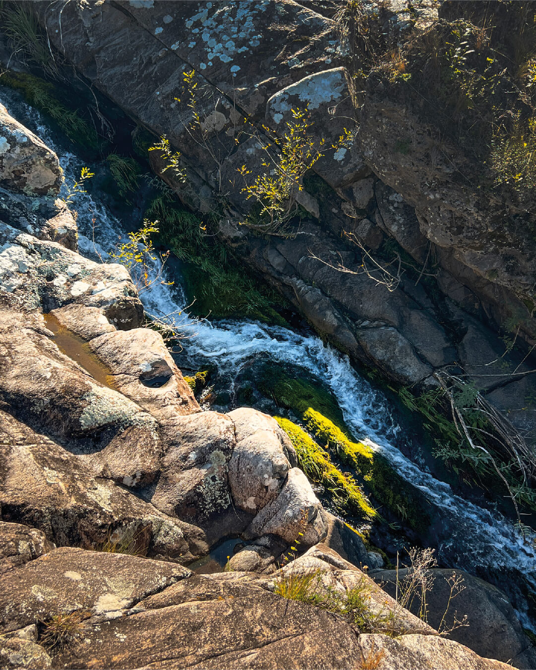 LaGuille_Portada-Generica